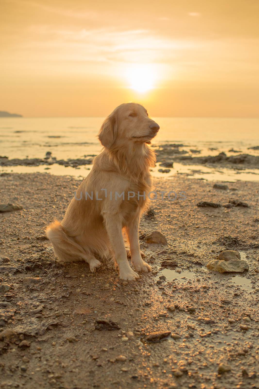 The happiness dog with sunset.