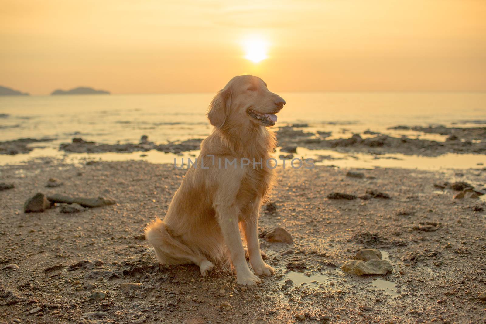 The happiness dog with sunset.