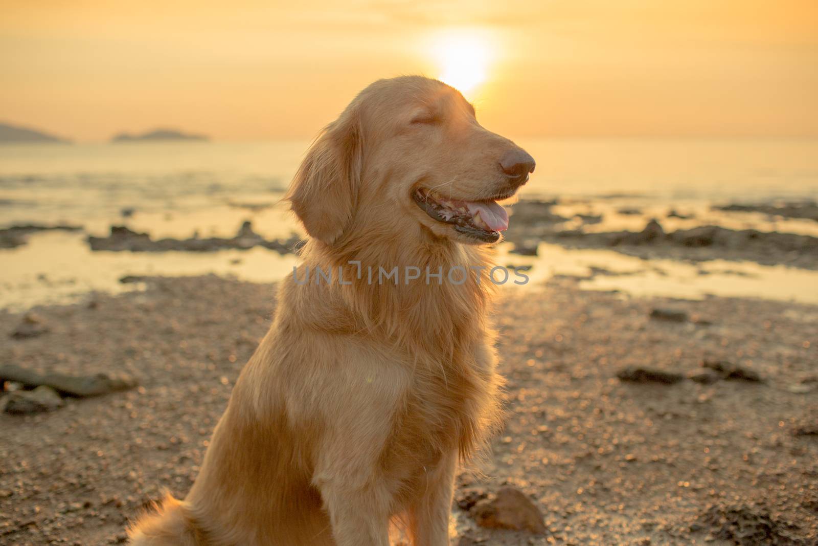 The happiness dog with sunset.