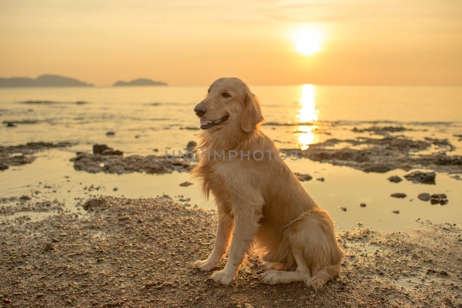 The happiness dog with sunset.