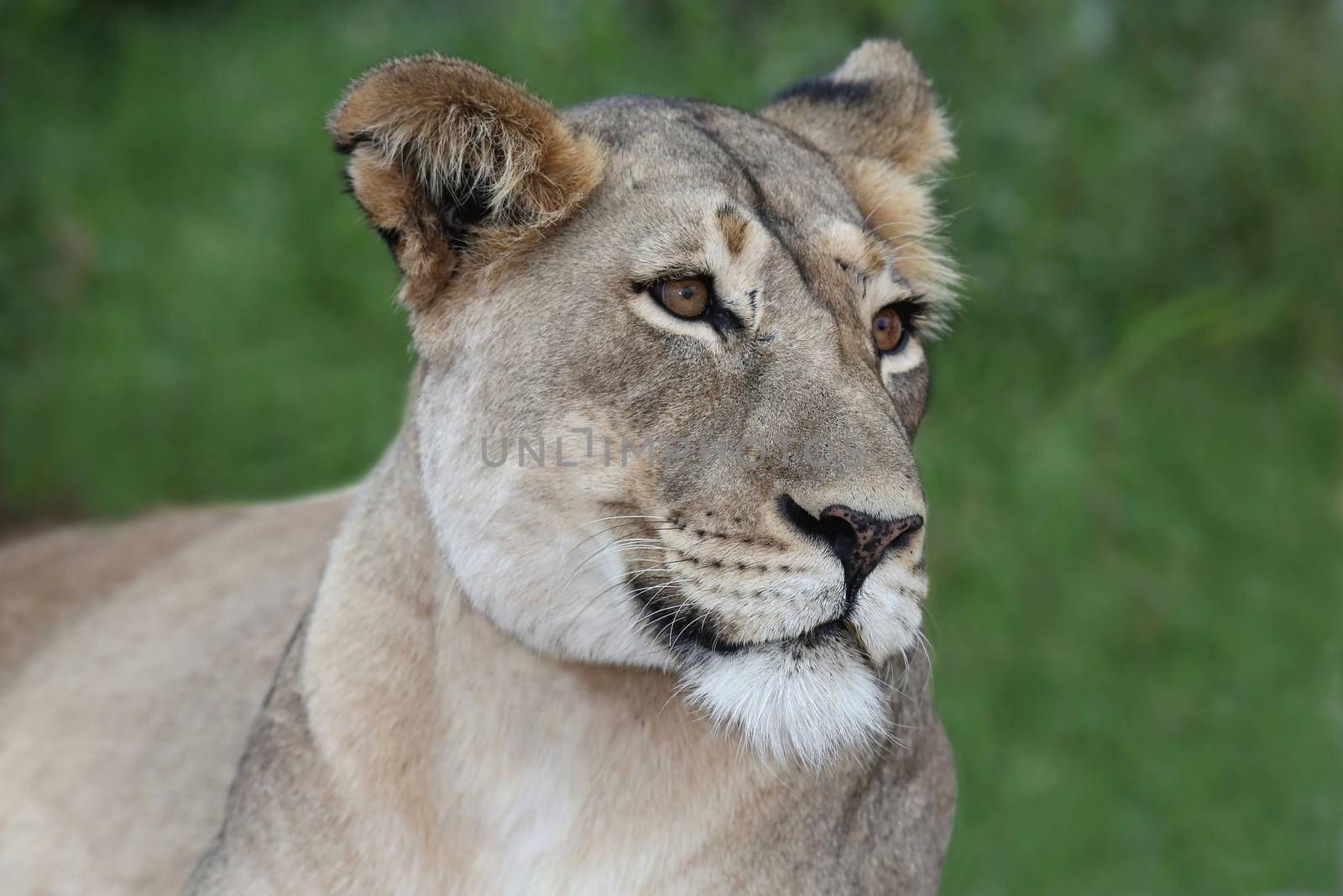 Lioness Portrait by fouroaks