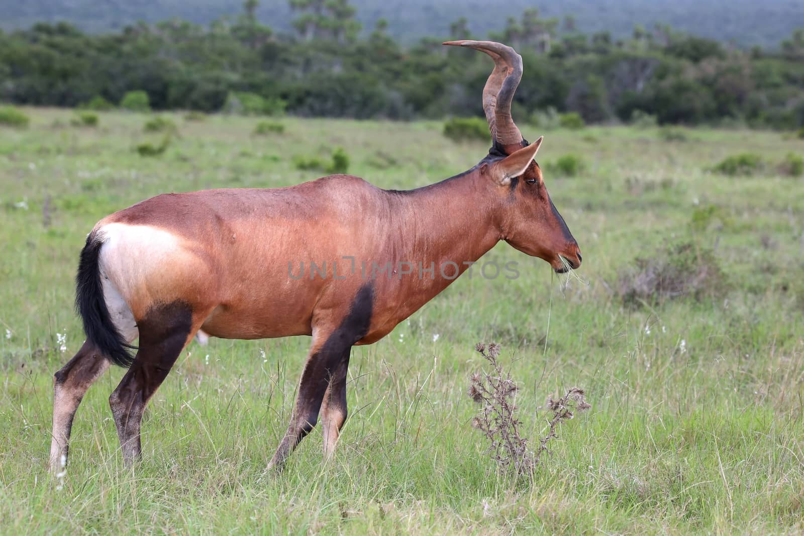 Red Hartebeest antelope by fouroaks