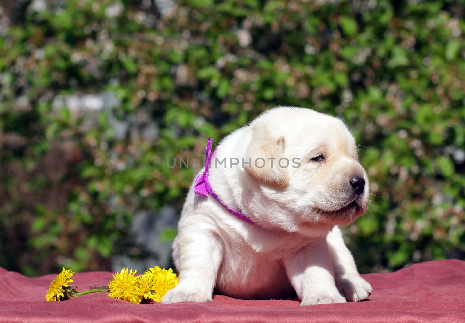 newborn happy yellow labrador puppy in spring with dandellions