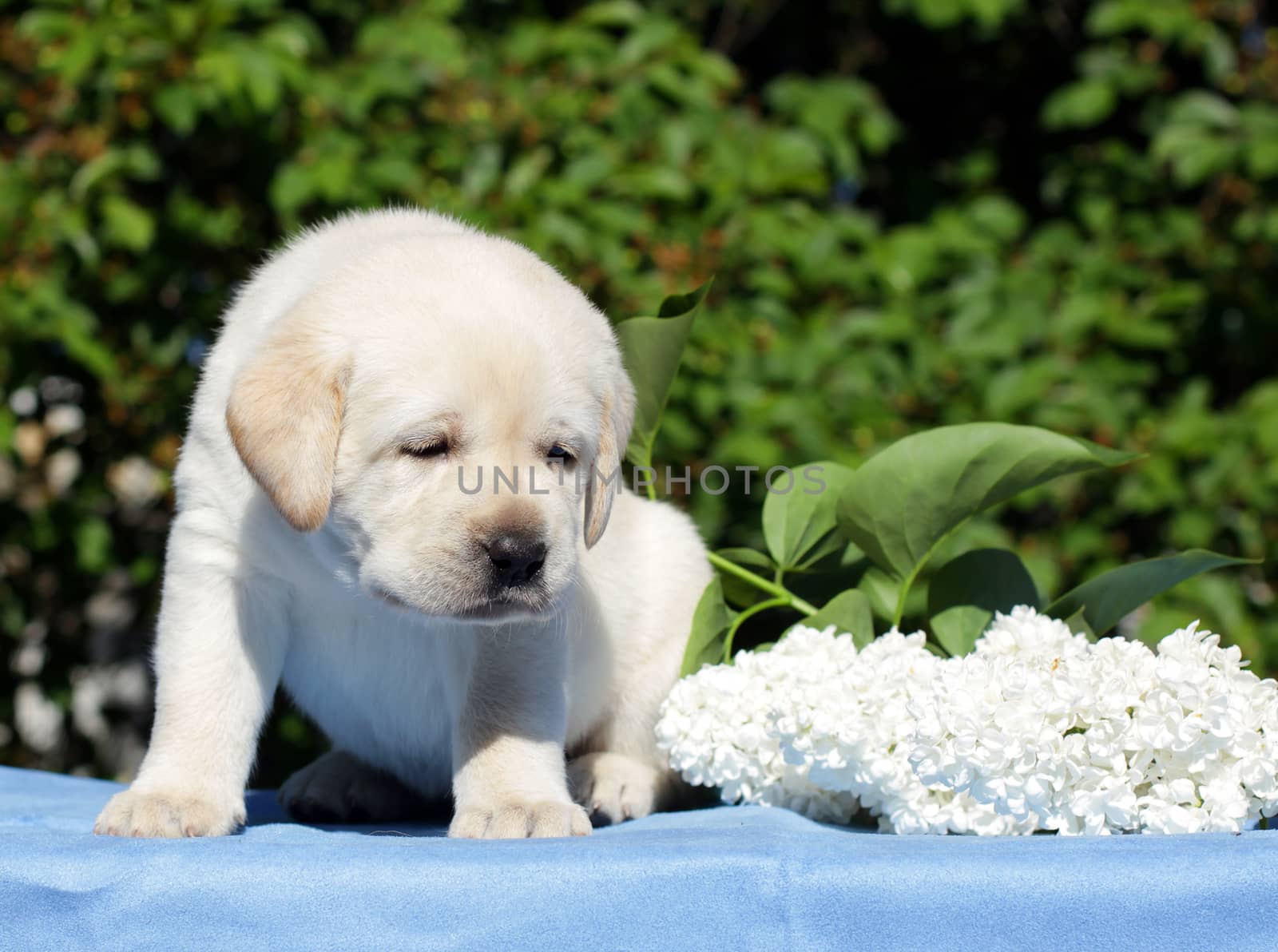 happy yellow labrador puppy in spring with flowers