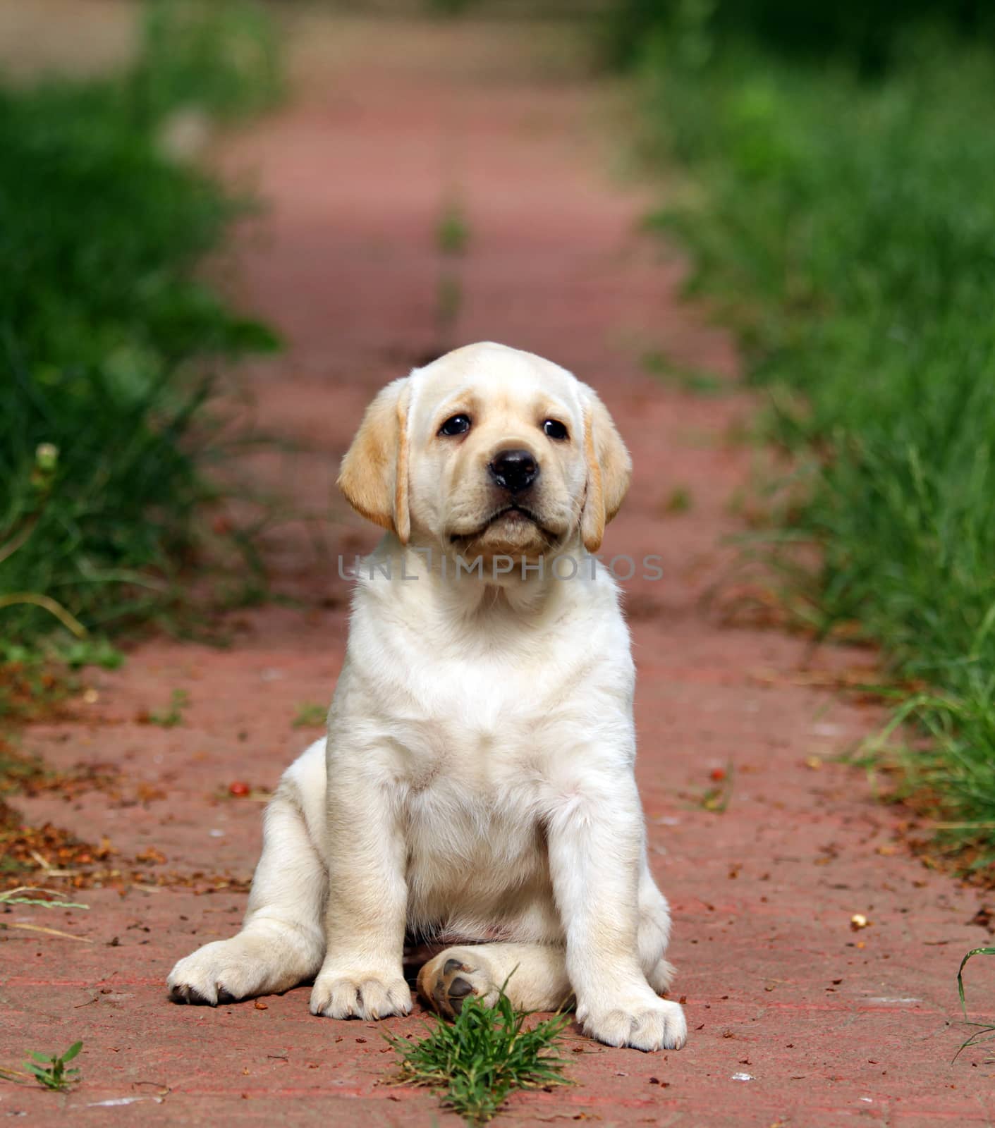 yellow labrador puppy sitting in the garden