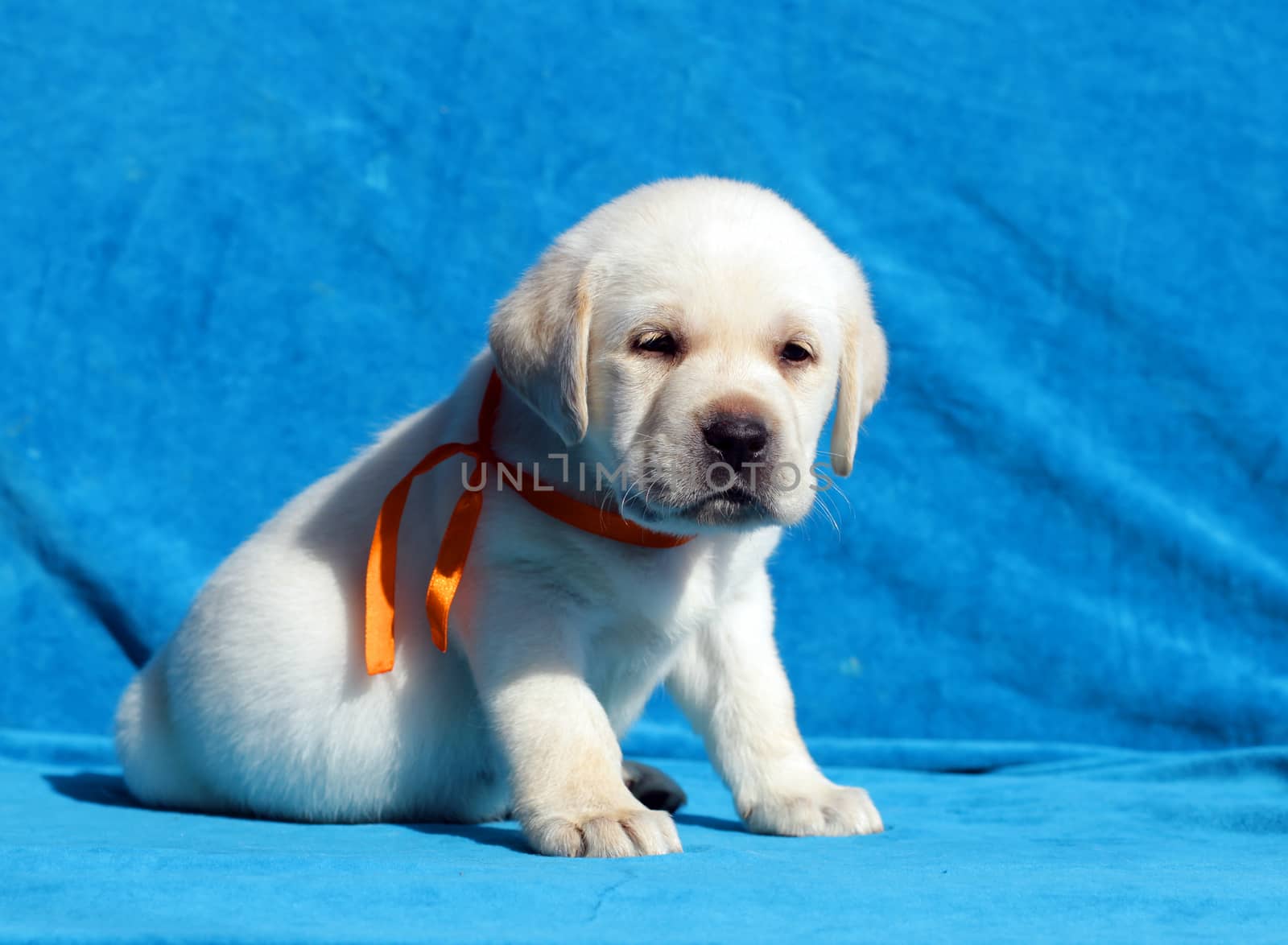 yellow labrador puppy sitting on blue background close up