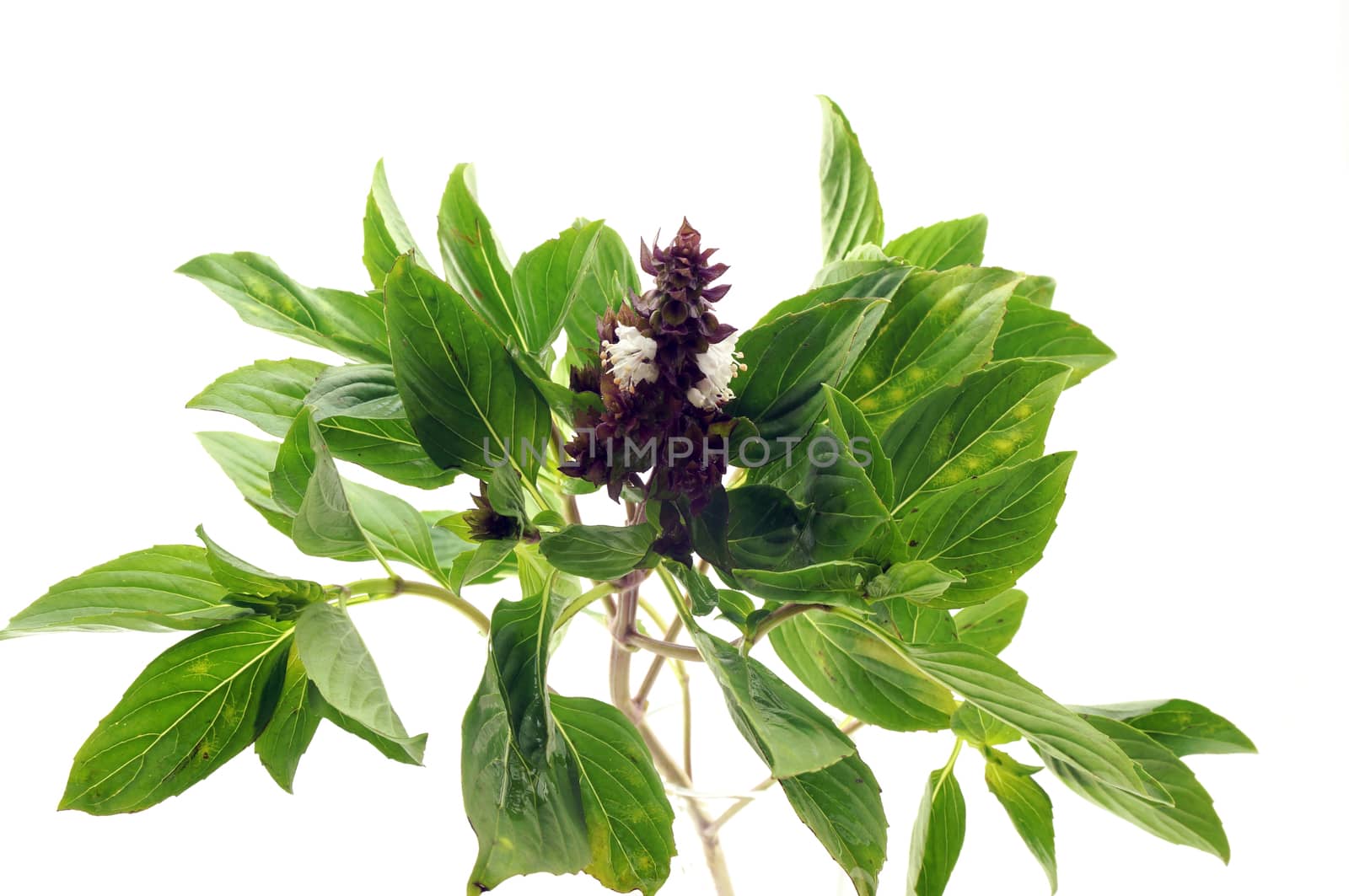 Basil leaves has green color and 
flowers has purple when flower full bloom are white.                              