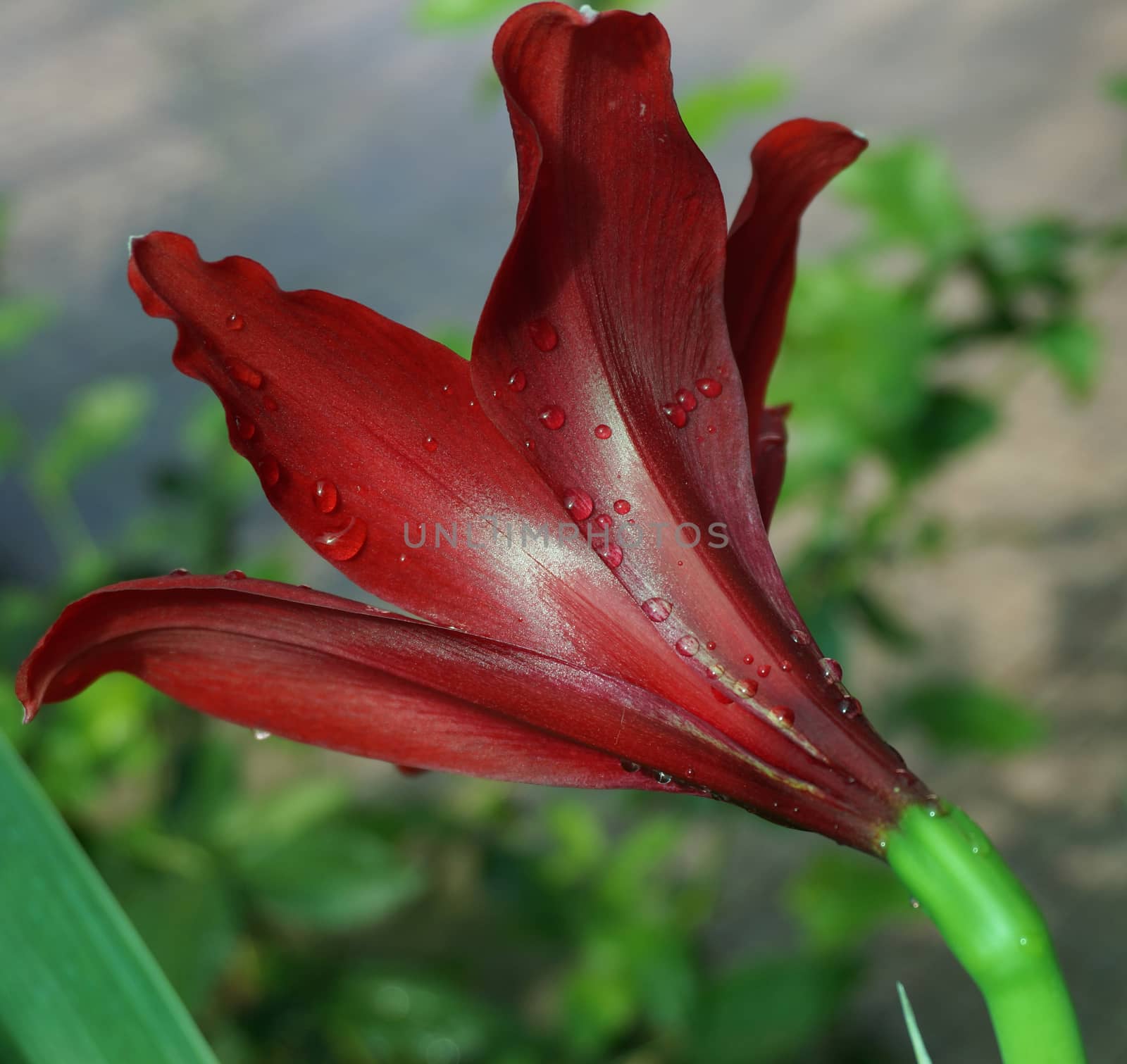 Hippeastrum full bloom, photographed from the side see the beauty pretty slick, bright colors of the flowers clearly.                              