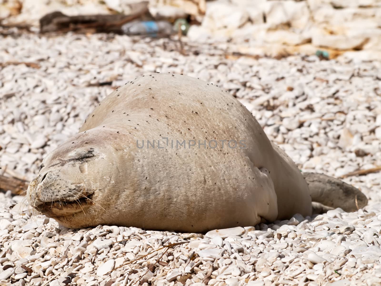 Mediterranean monk seal relax on pebble beach