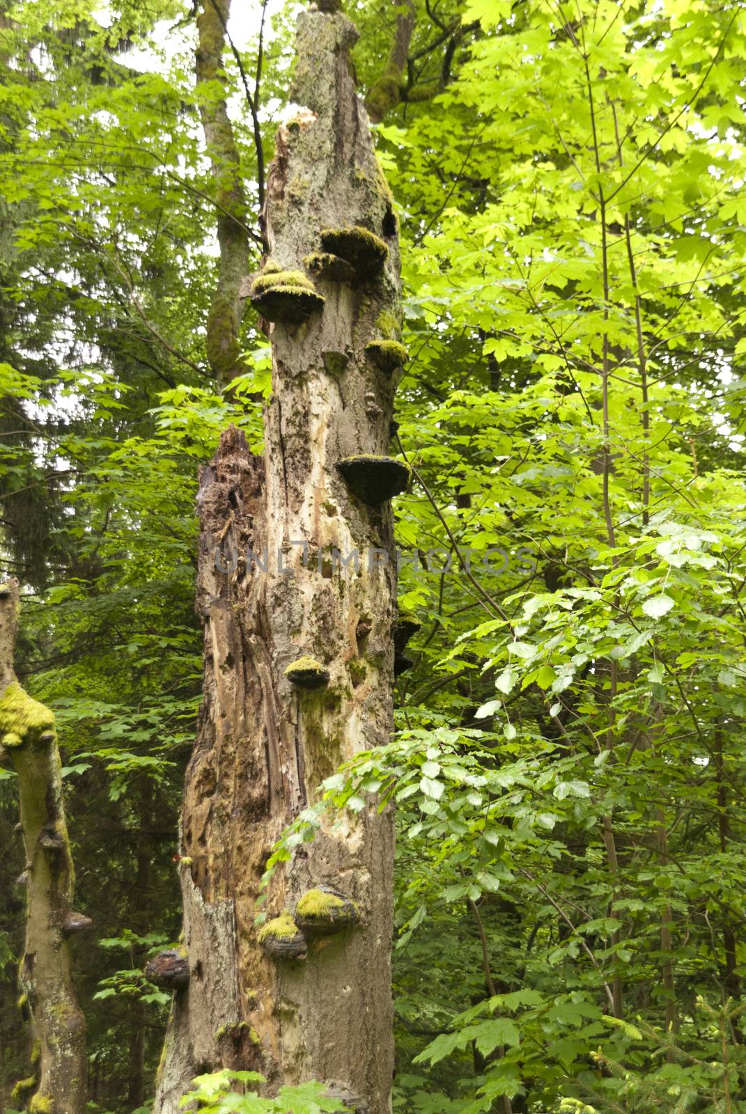 Detail in a german Forest