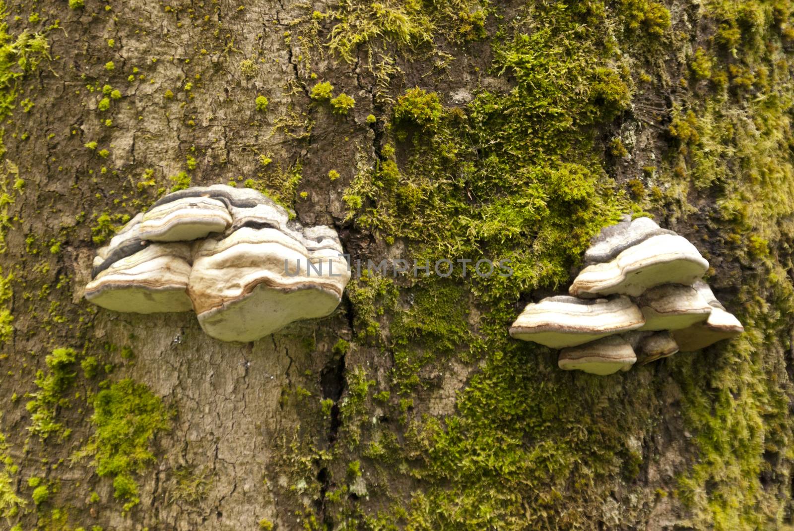 Detail in a german Forest