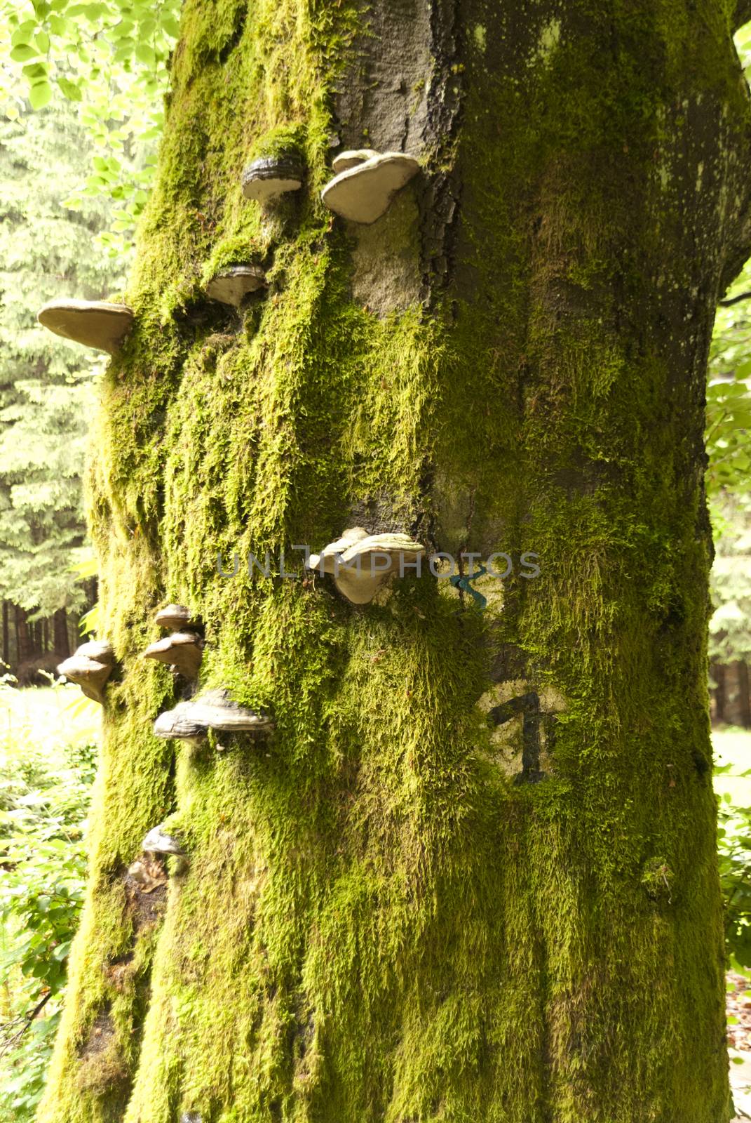Detail in a german Forest
