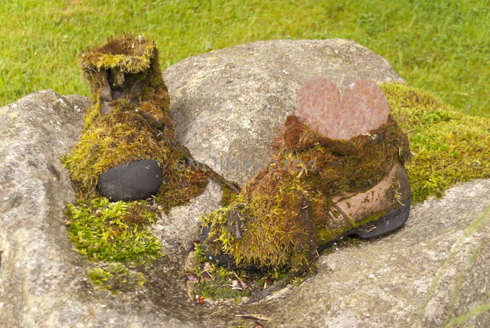 Detail in a german Forest