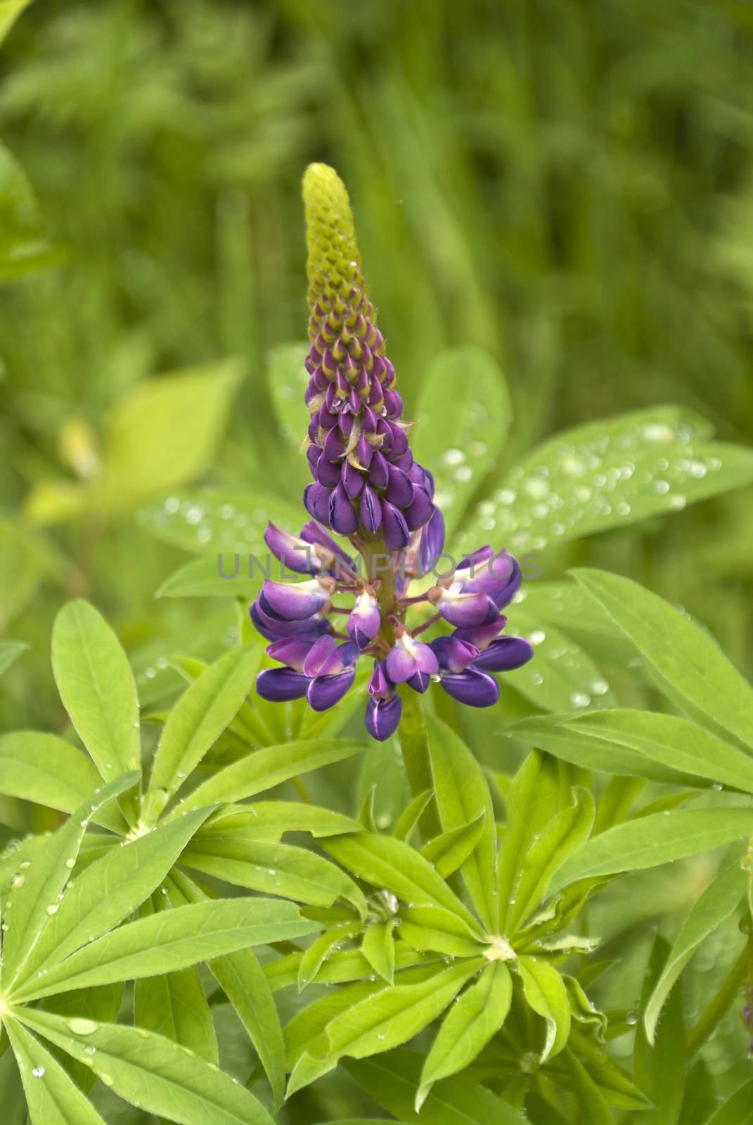 Garden Lupin in a Forest