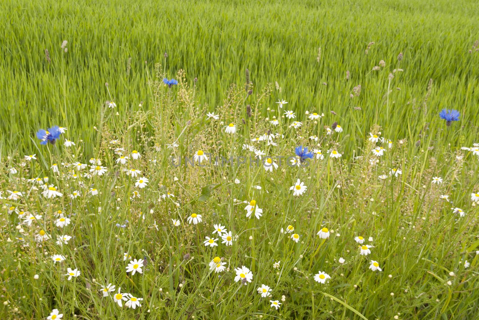 Field with Flowers in Germany