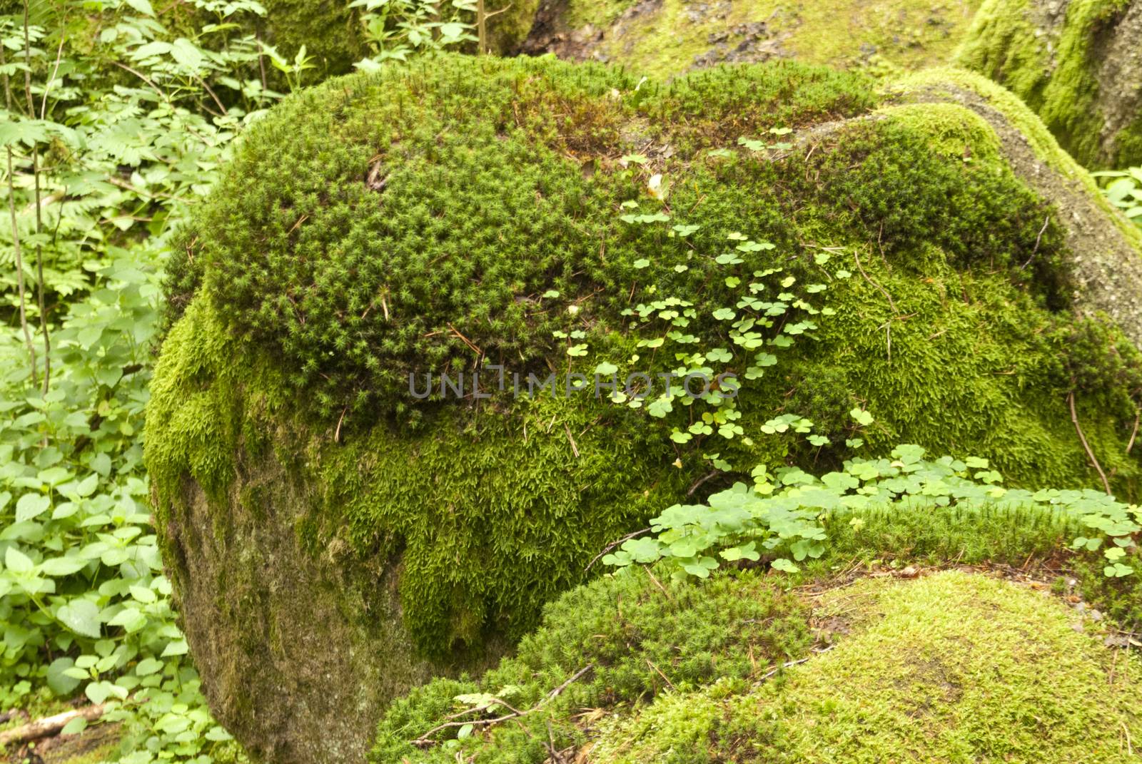 Nature Reserve Doost in Upper Palatinate in Germany