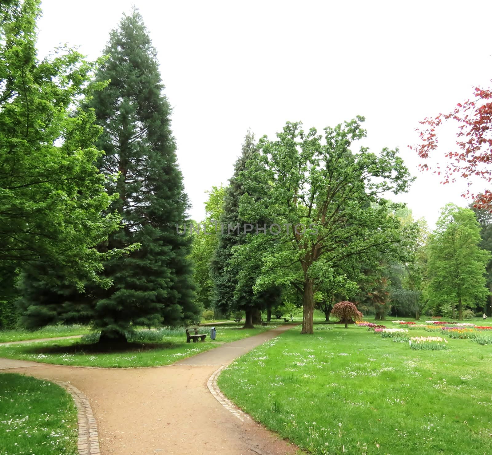 Flowers and trees in the natural Park