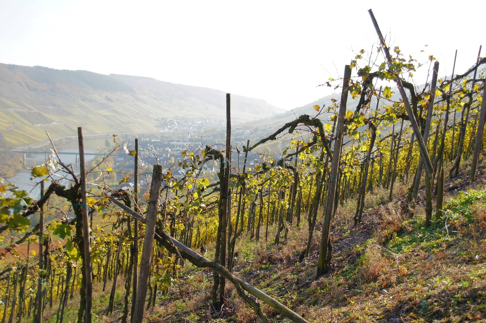 Rebstöcke an den Hängen bei Reil an der Mosel