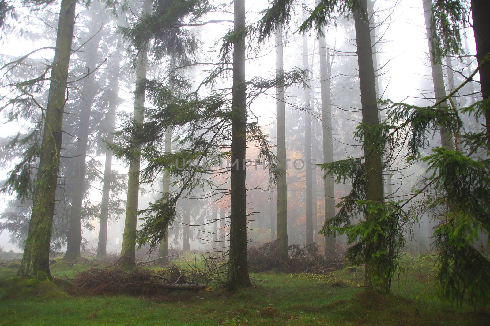 Nebel und Nadelbäume im Herbst