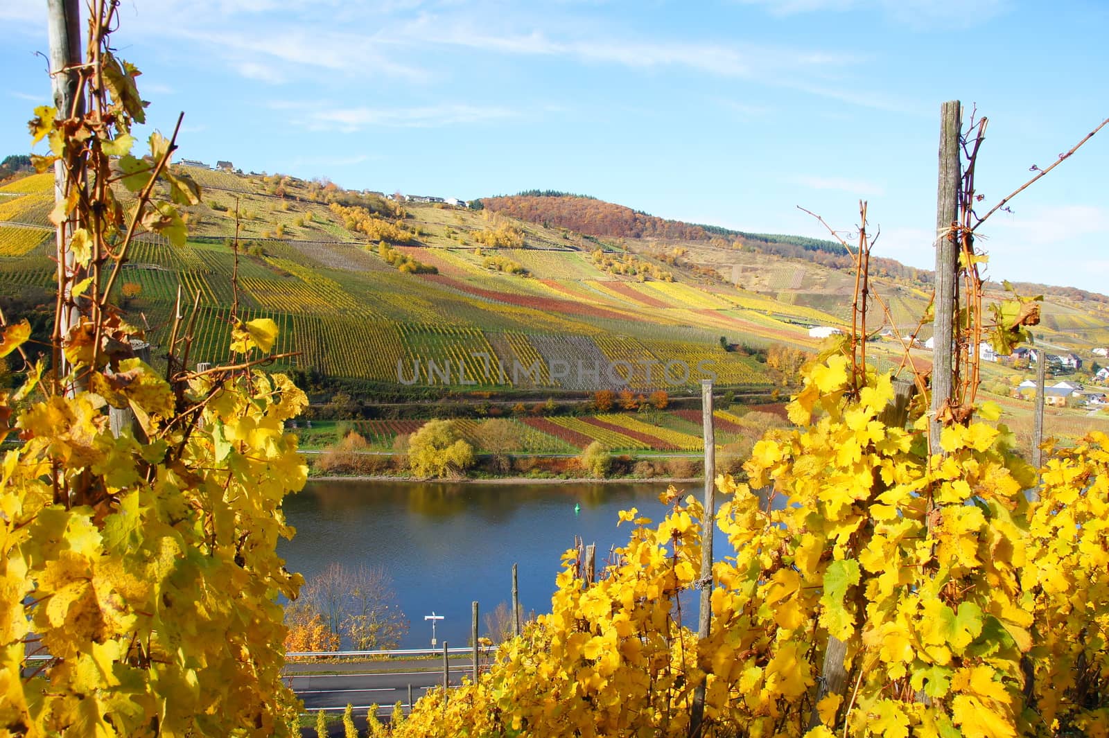 Herbst in den Weingärten bei Reil an der Mosel
