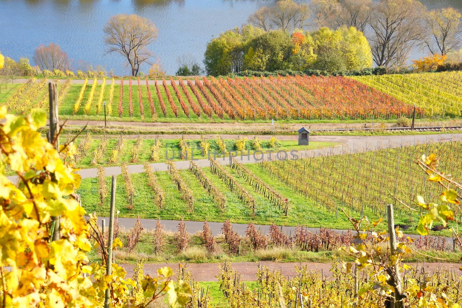Herbst in den Weingärten bei Reil an der Mosel