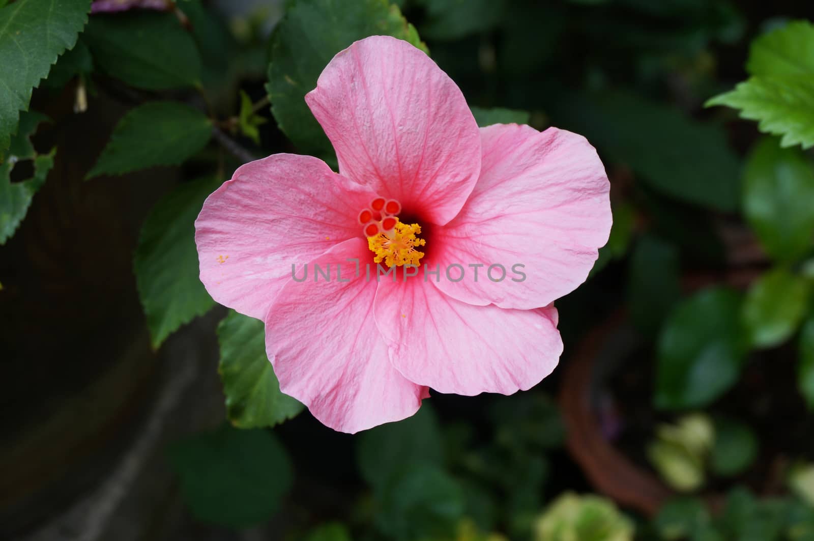 Pink hibiscus flower in full bloom, the pollen has two layer, upper is red, lower is yellow.                              