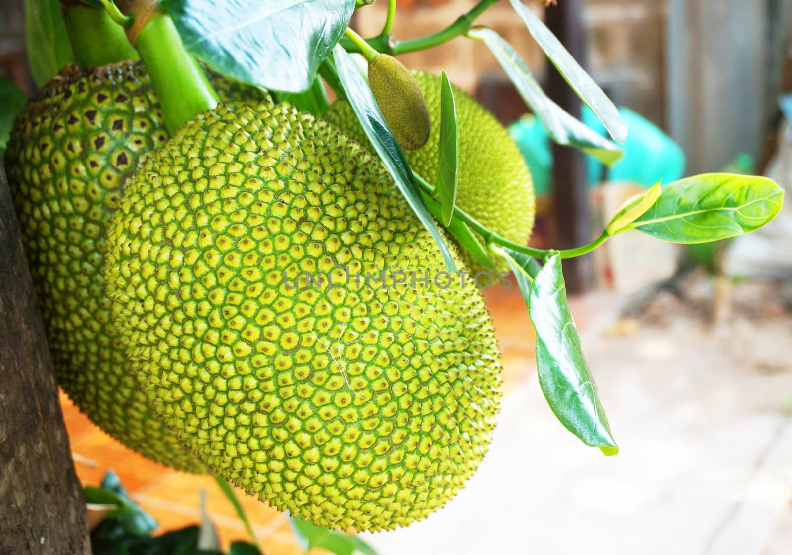 The jackfruit is a species of tree in the Artocarpus genus of the mulberry family. It is native to parts of South and Southeast Asia.                            