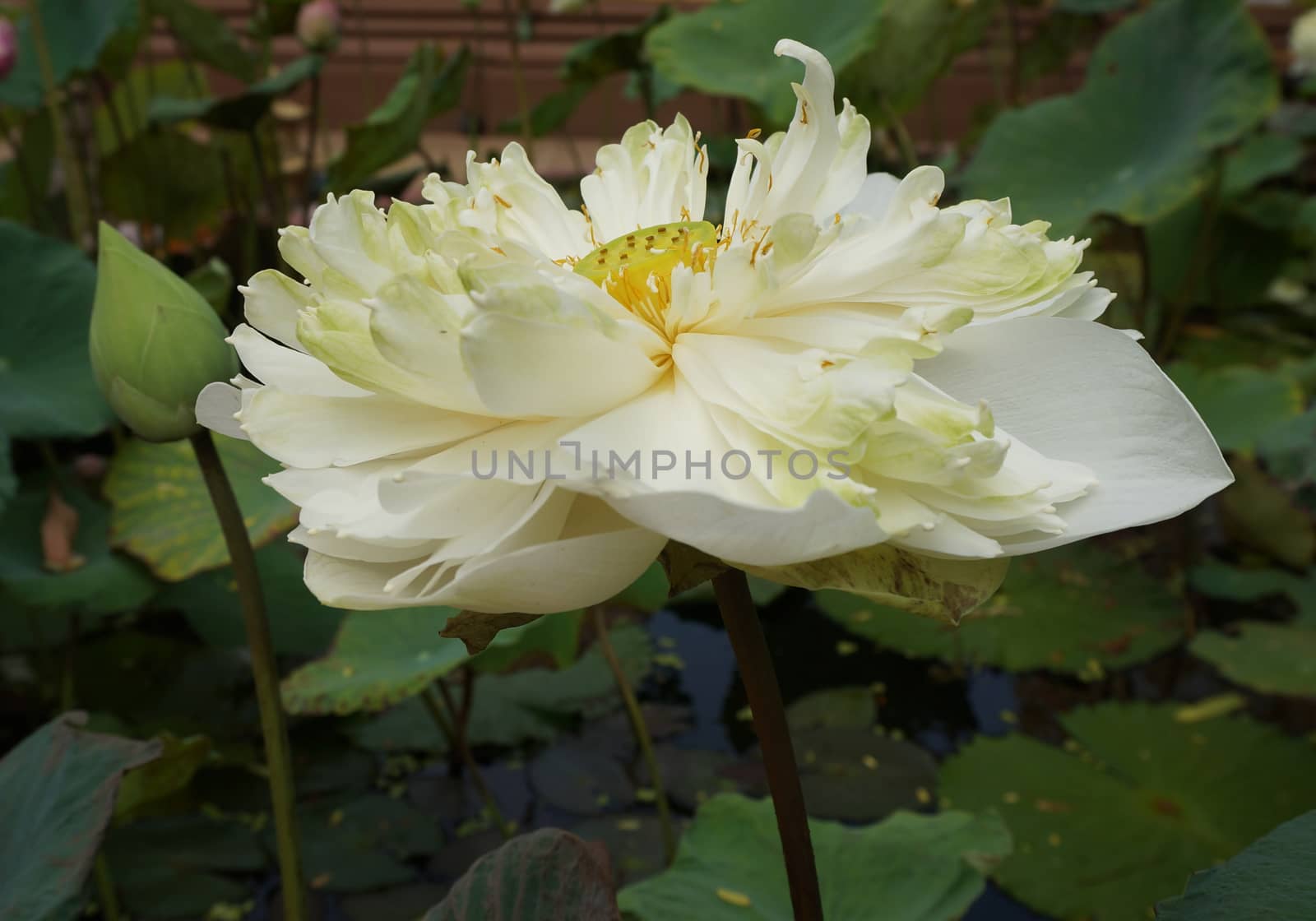 Lotus in full bloom near the end. Petals begin to wilt so that the seeds inside have emerged.                               