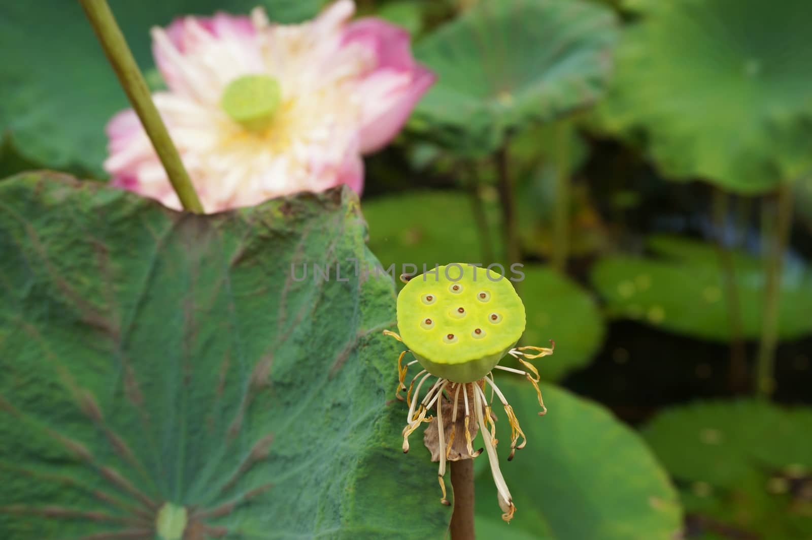 Lotus seeds and flower in the pond and around this have lotus leaf  is emerge from the water.                             