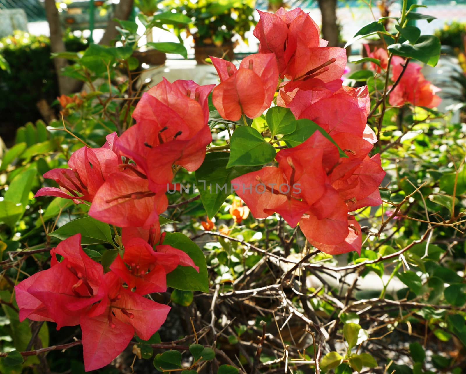 Orange bougainvillea flowers bloom in summer. Grown in pots at home.                              