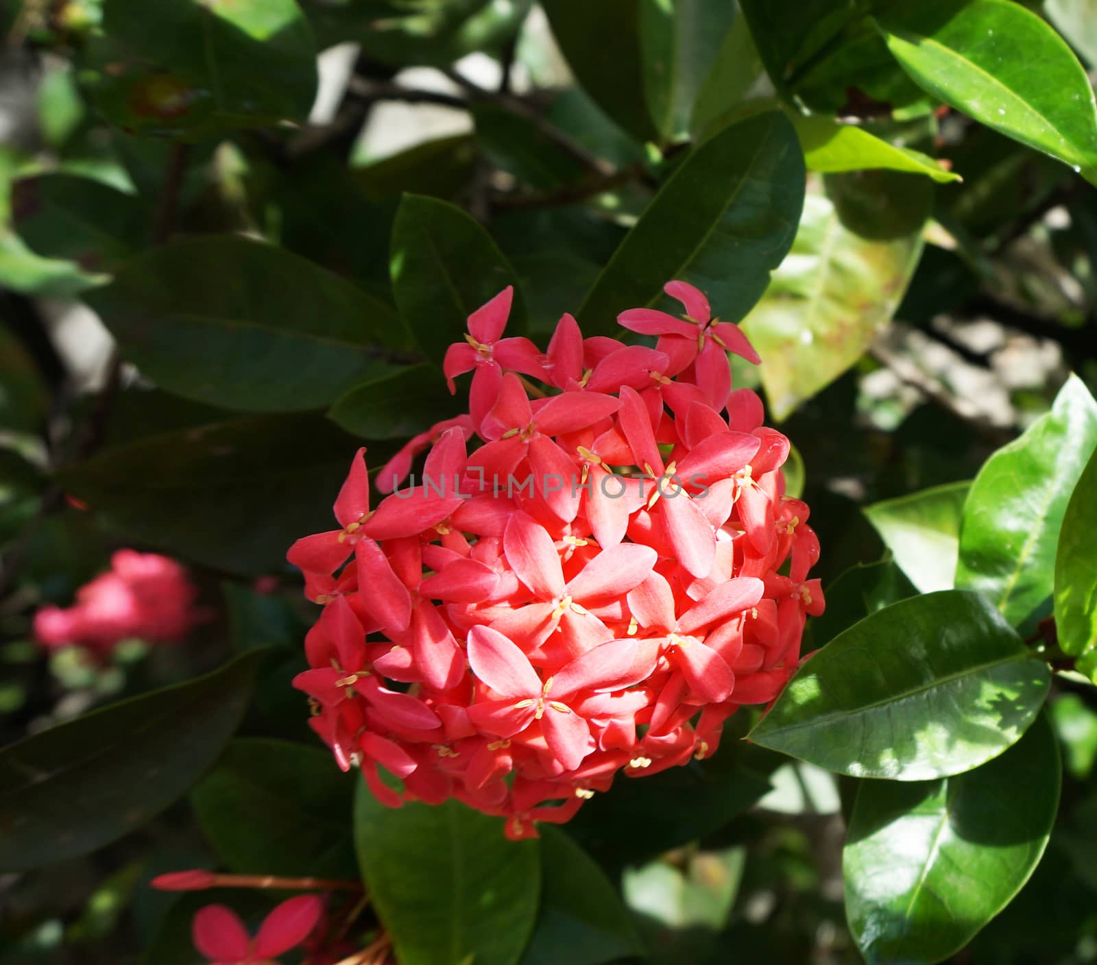 Pink flower spikes in full bloom, bouquet flowering shrubby sphere. Look beautiful naturally.                              