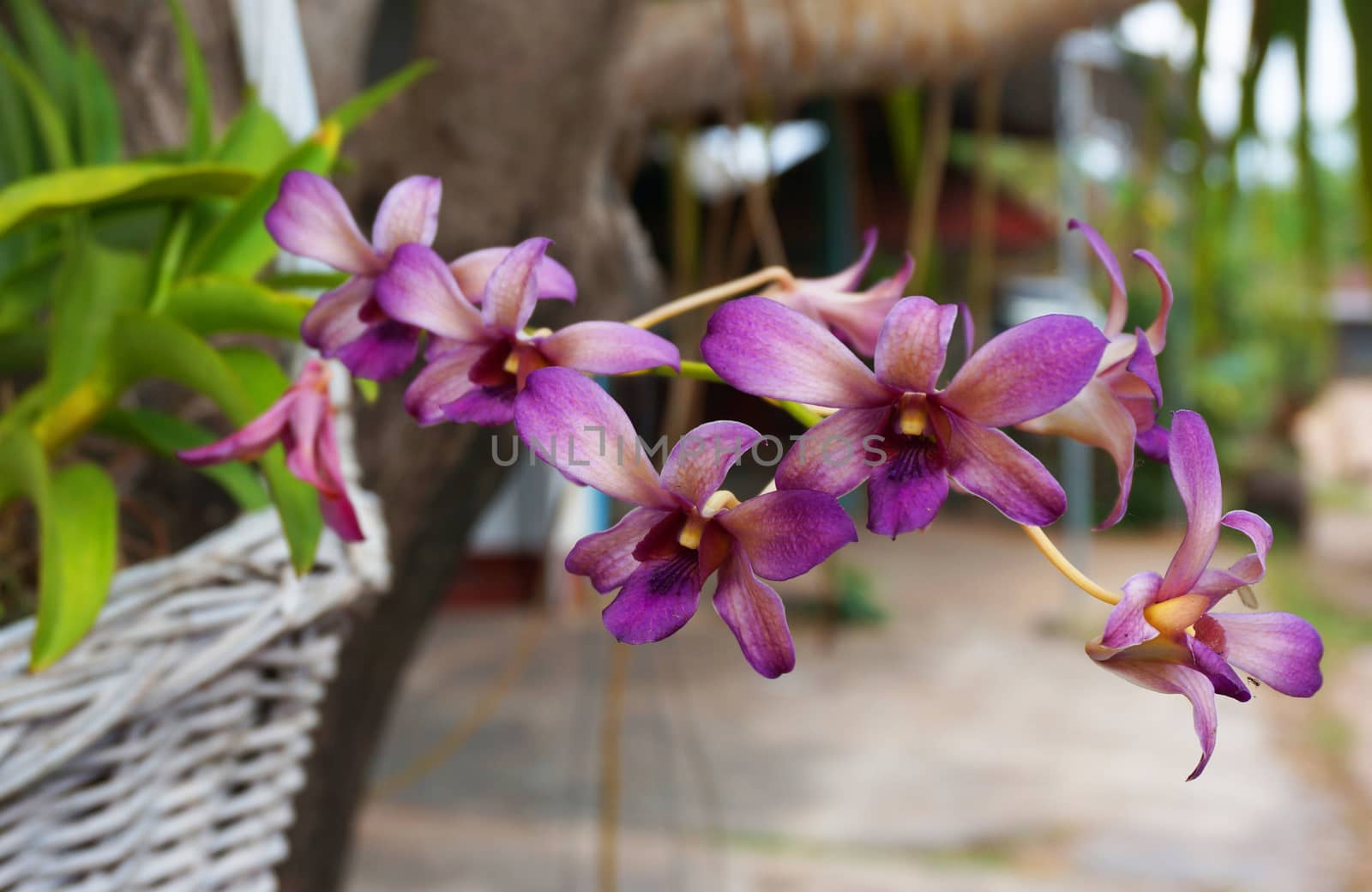 Purple orchid Grown in a hanging basket in front of the house.                               