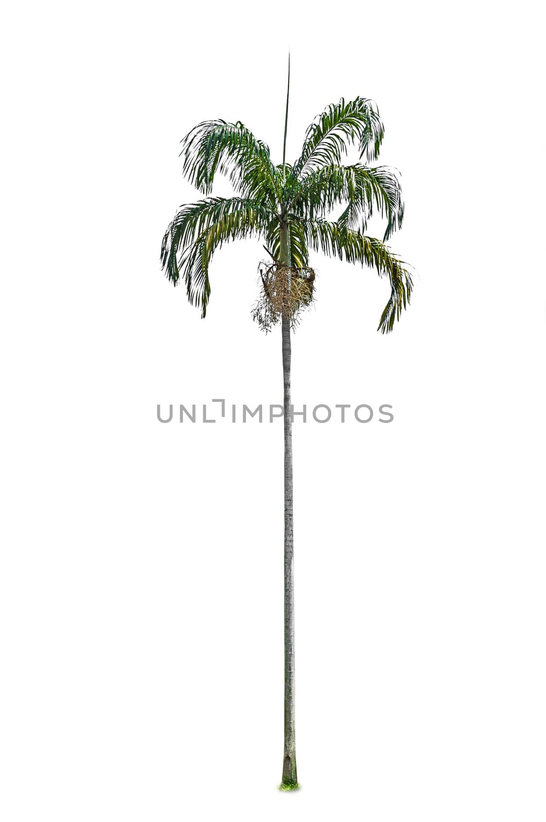 Palm tree by NuwatPhoto