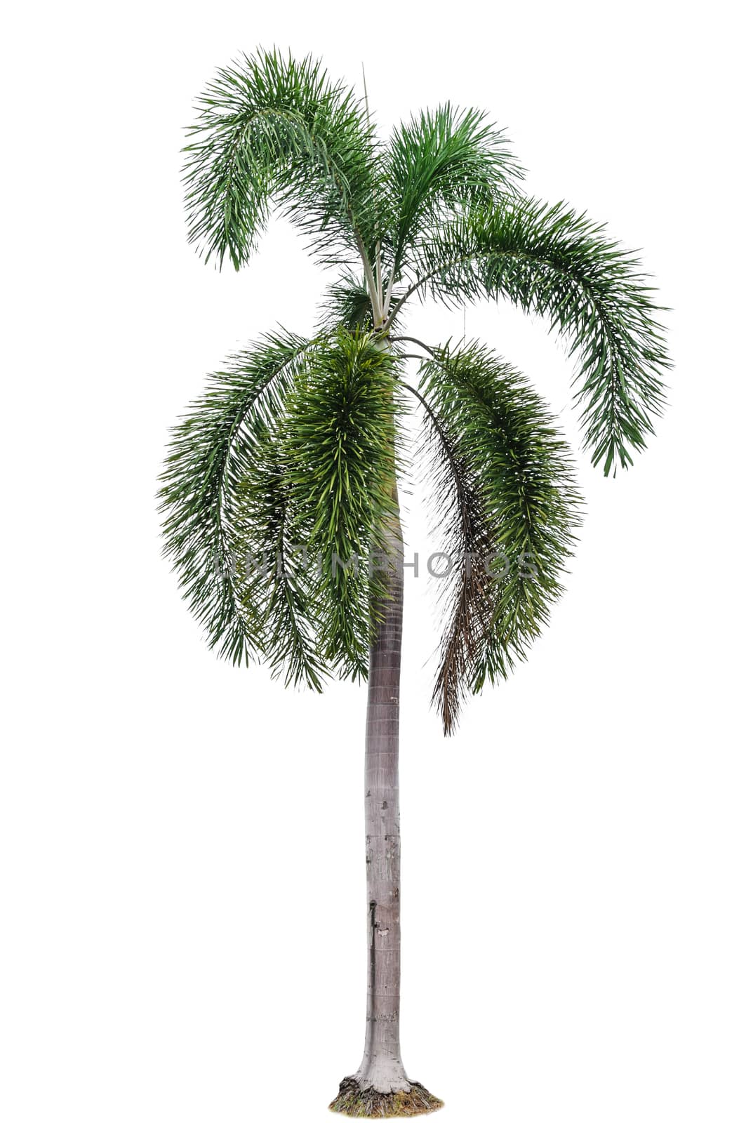 Palm tree isolated  by NuwatPhoto