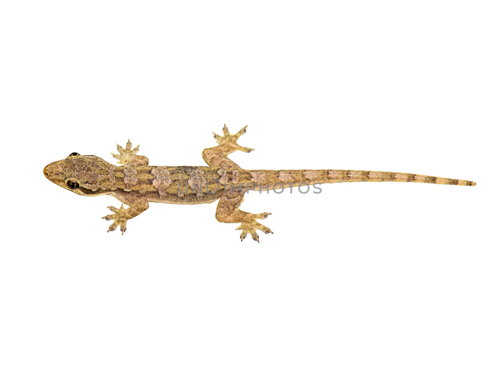 Lizard isolated on white background 