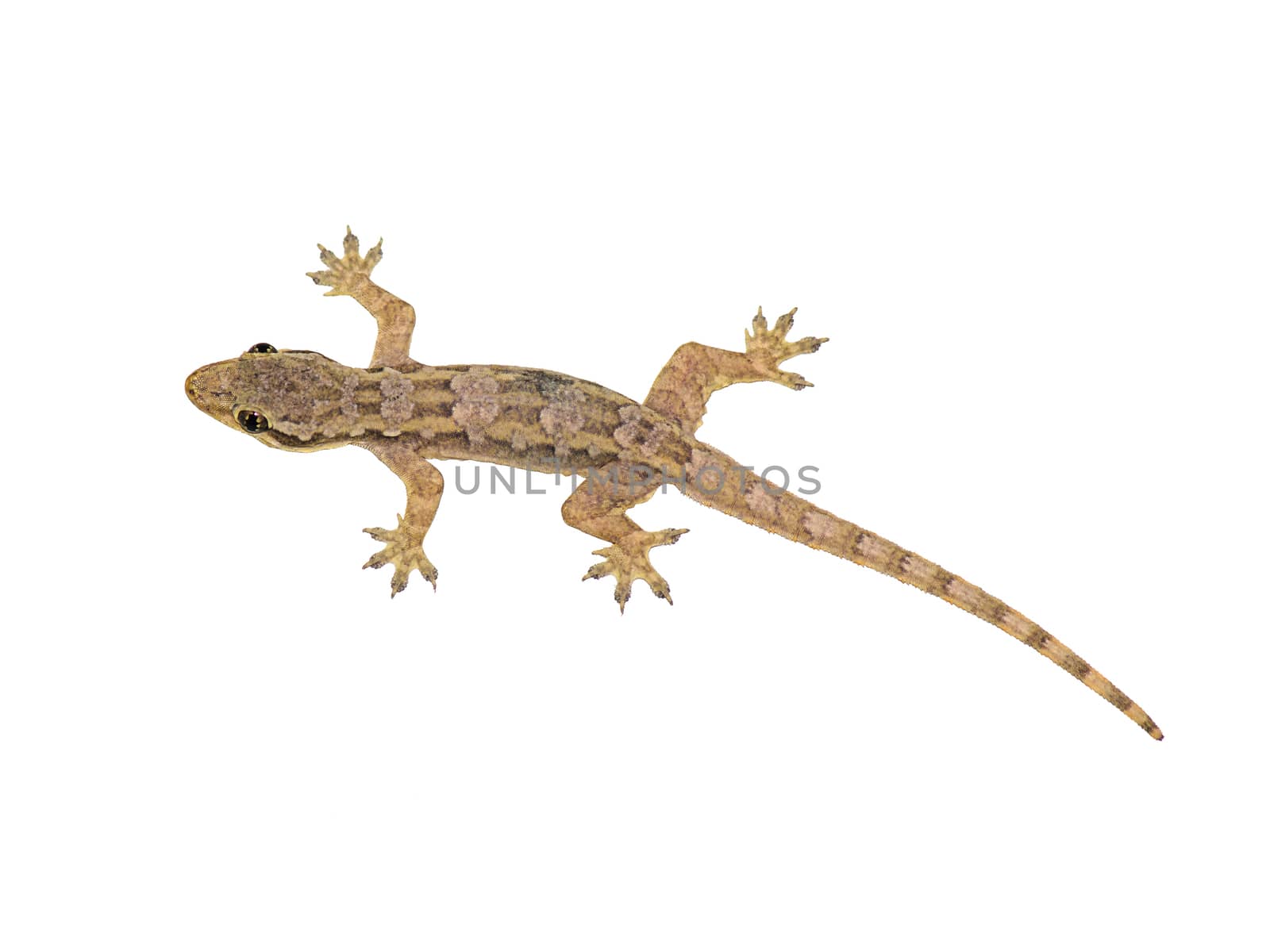 Lizard isolated on white background 