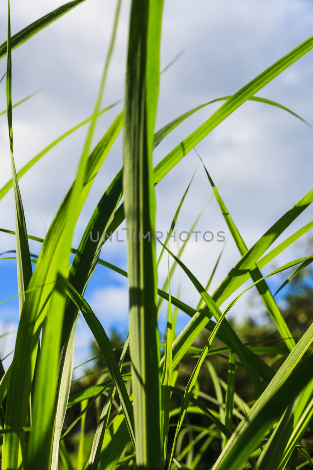 Grass in rainy season, thailand