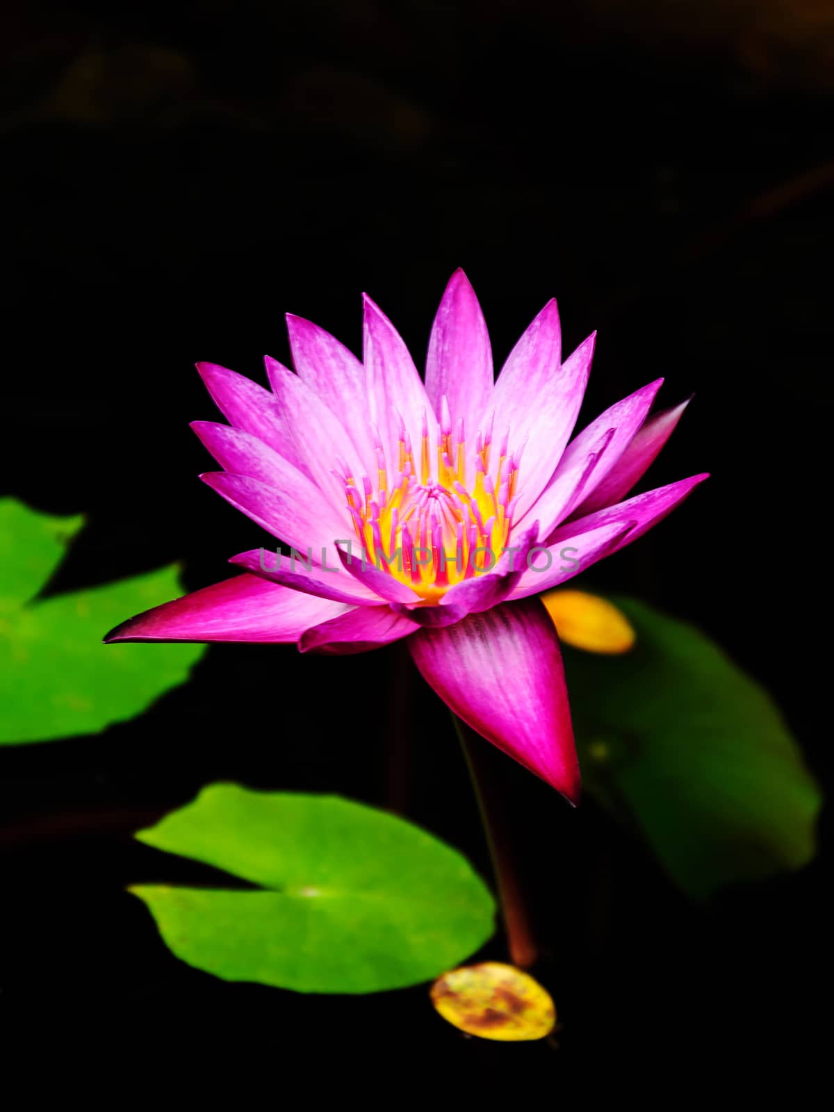 Pink lotus flower blossom in the pool 