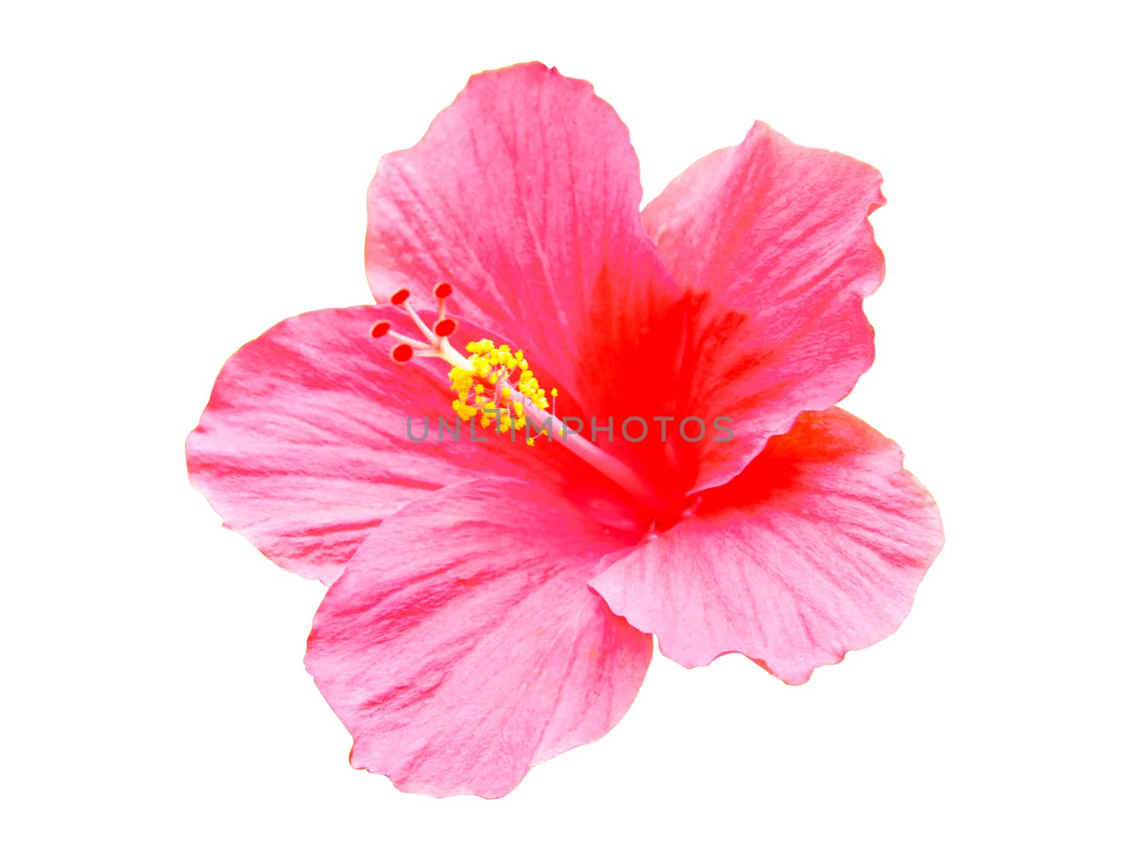 Pink hibiscus flowers isolated on white background