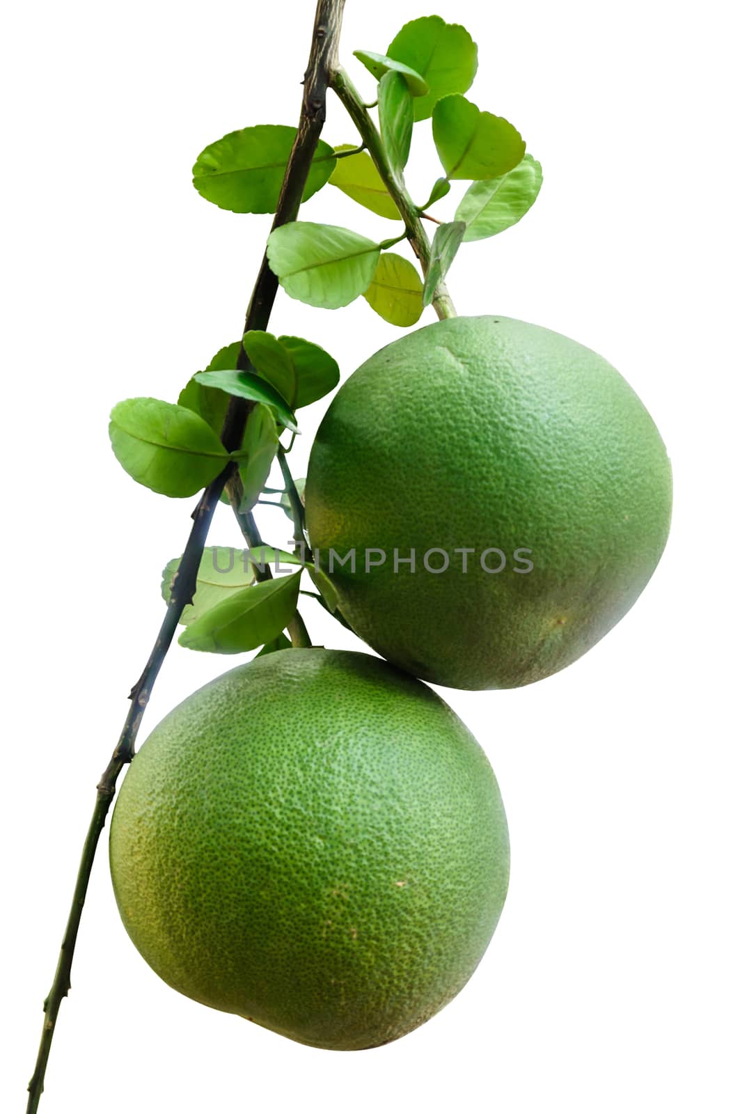 Two pomelo fruit isolated on white background