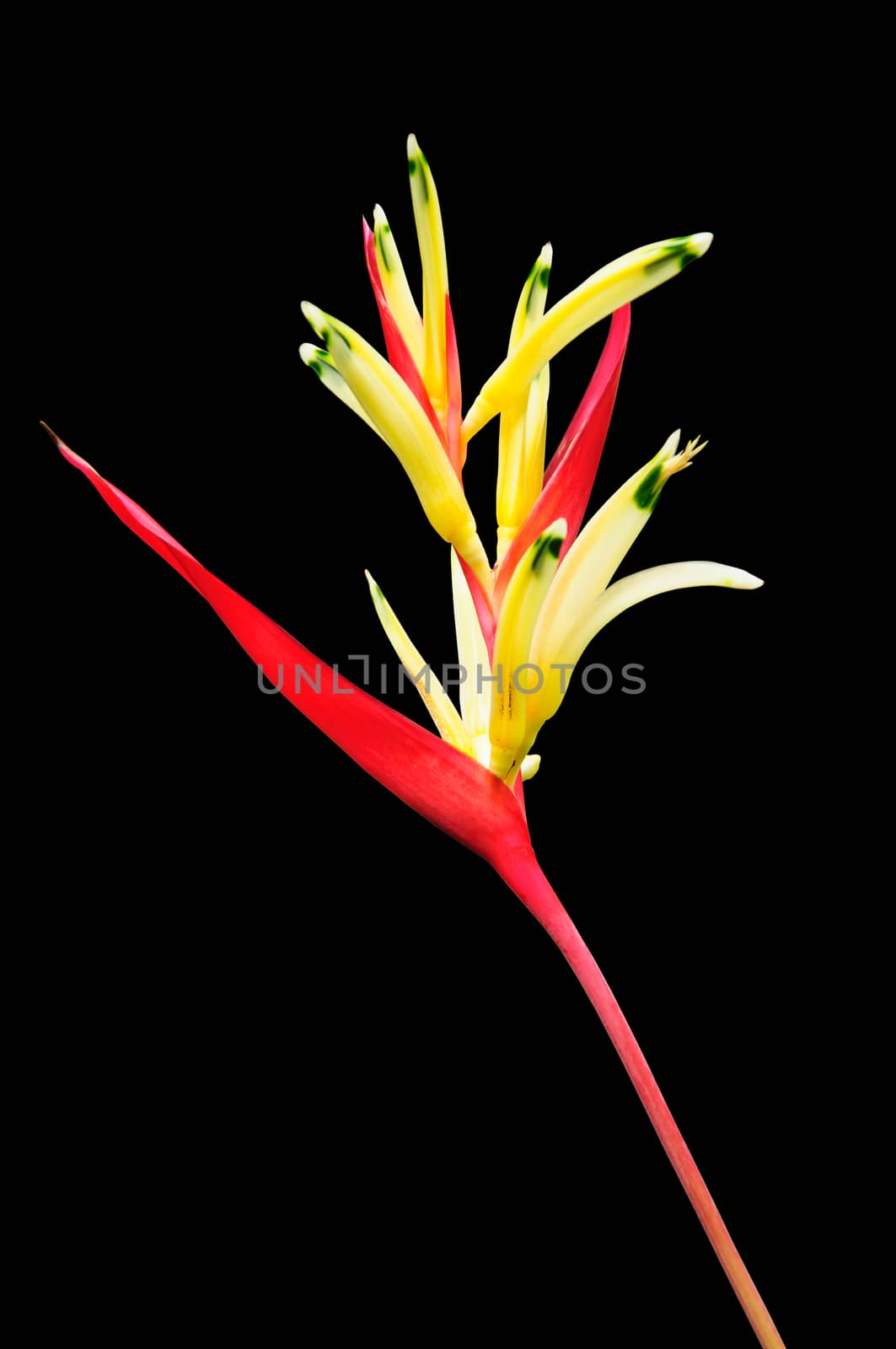 Bird of paradise flower isolated on black background