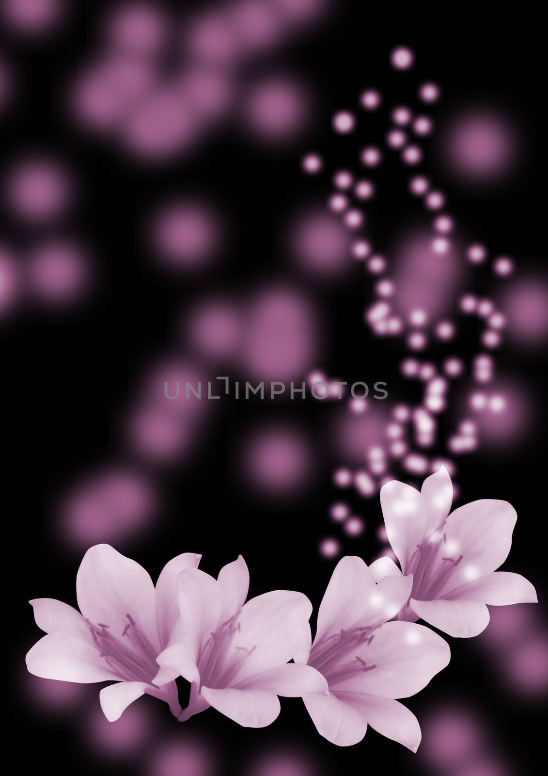 Pink flowers on the black background
