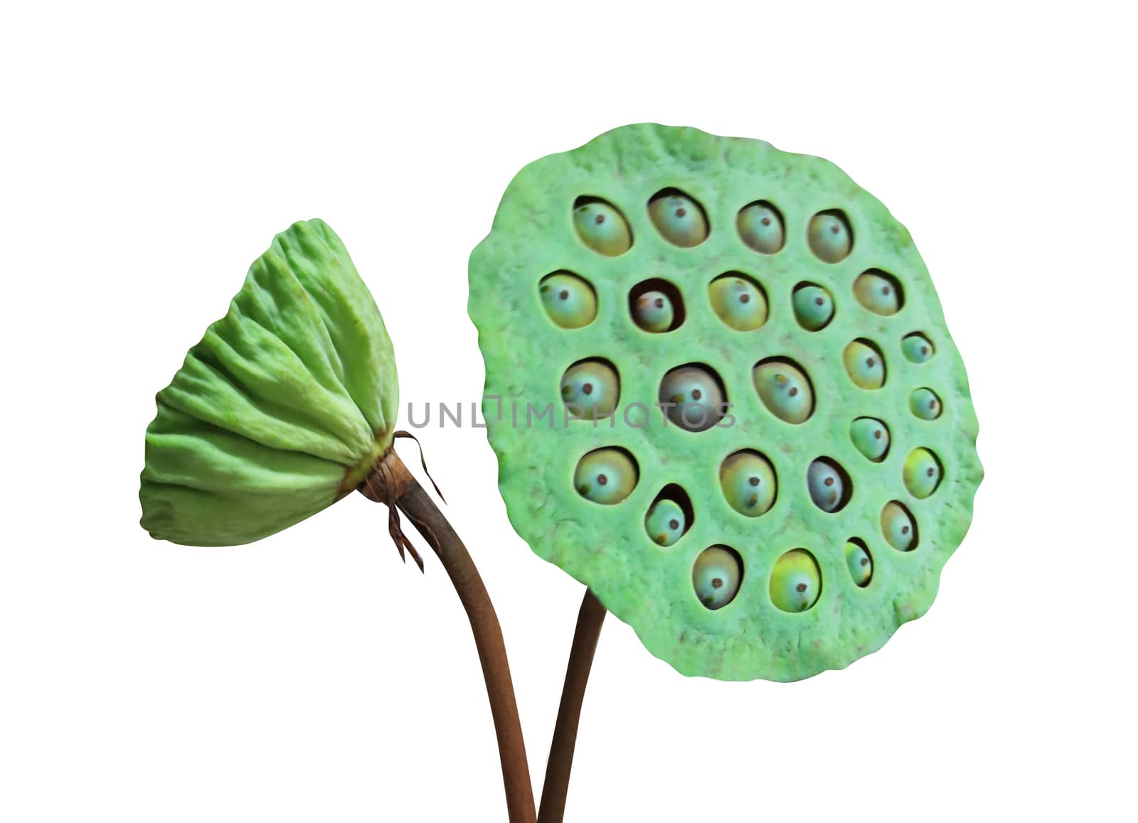 Lotus seeds used in chinese medicine and cooking