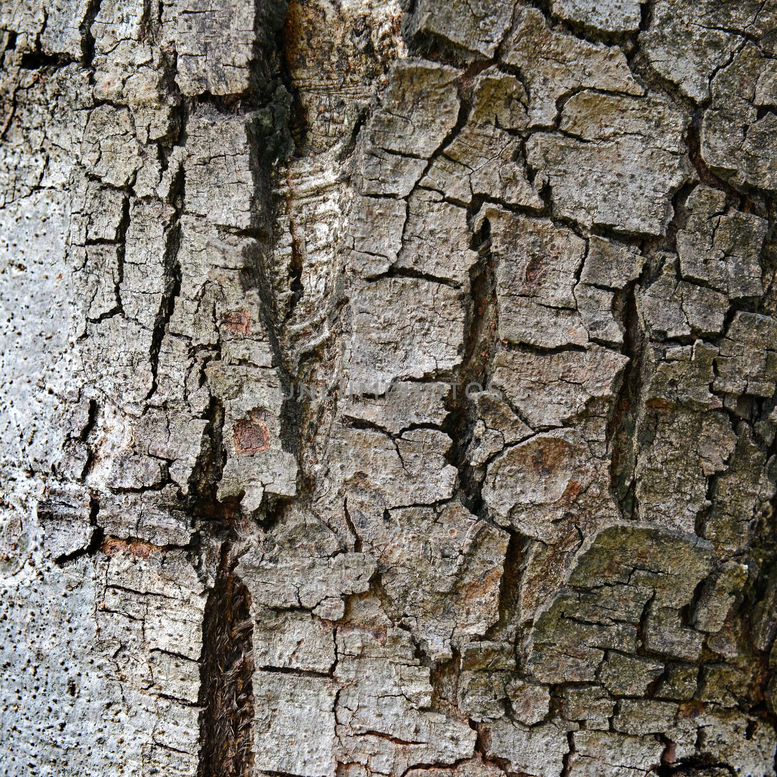 texture of fracture on the tree bark. by opasstudio