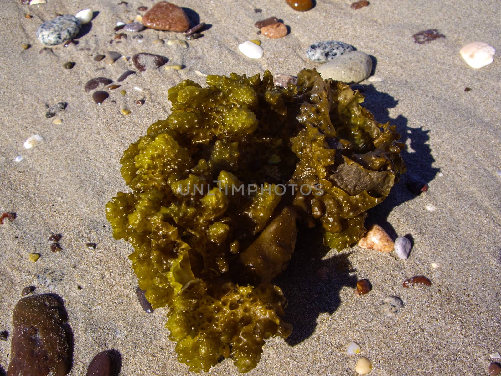Green seaweed on the sand