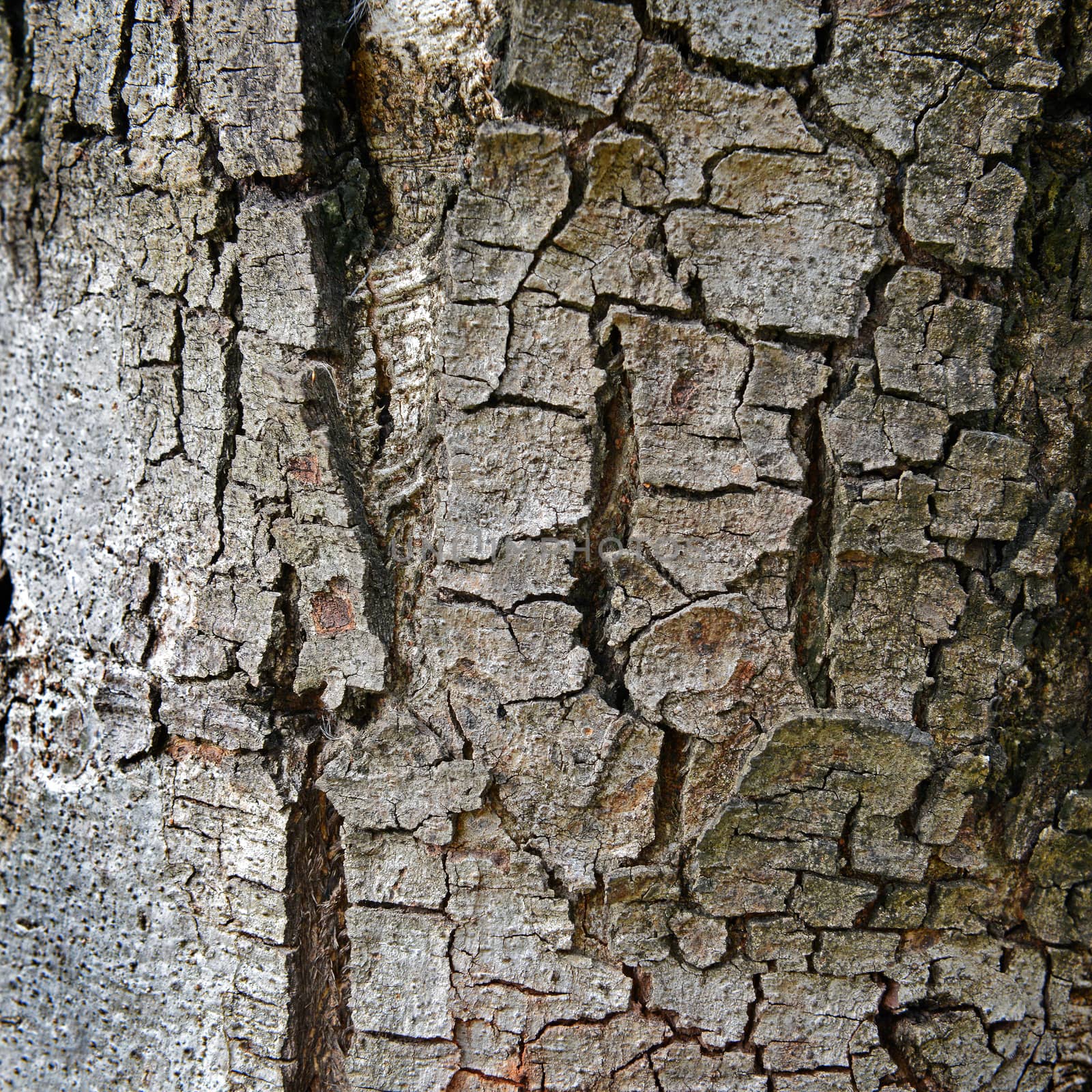 texture of fracture on the tree bark. by opasstudio