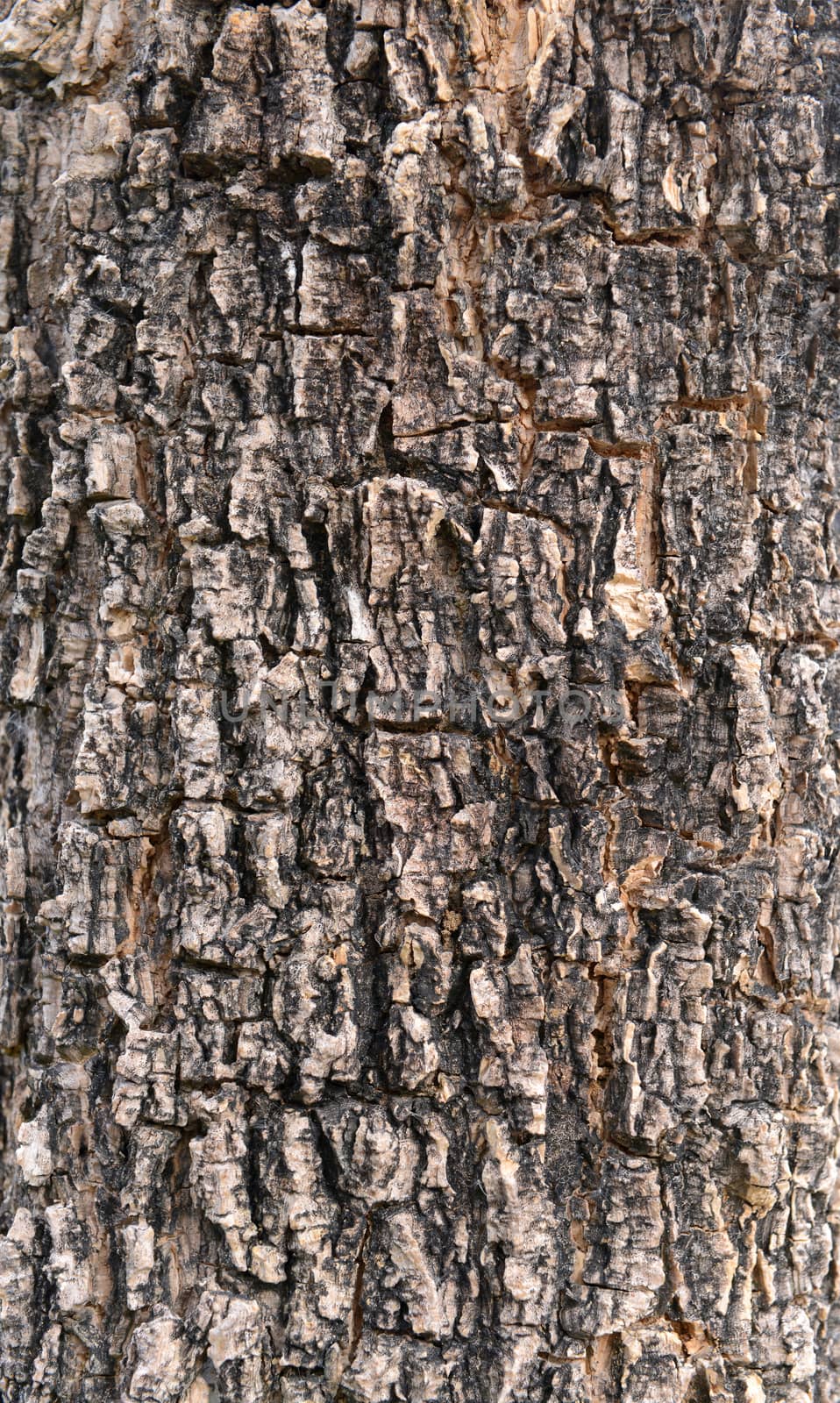 Close up texture of fracture on the tree bark. 