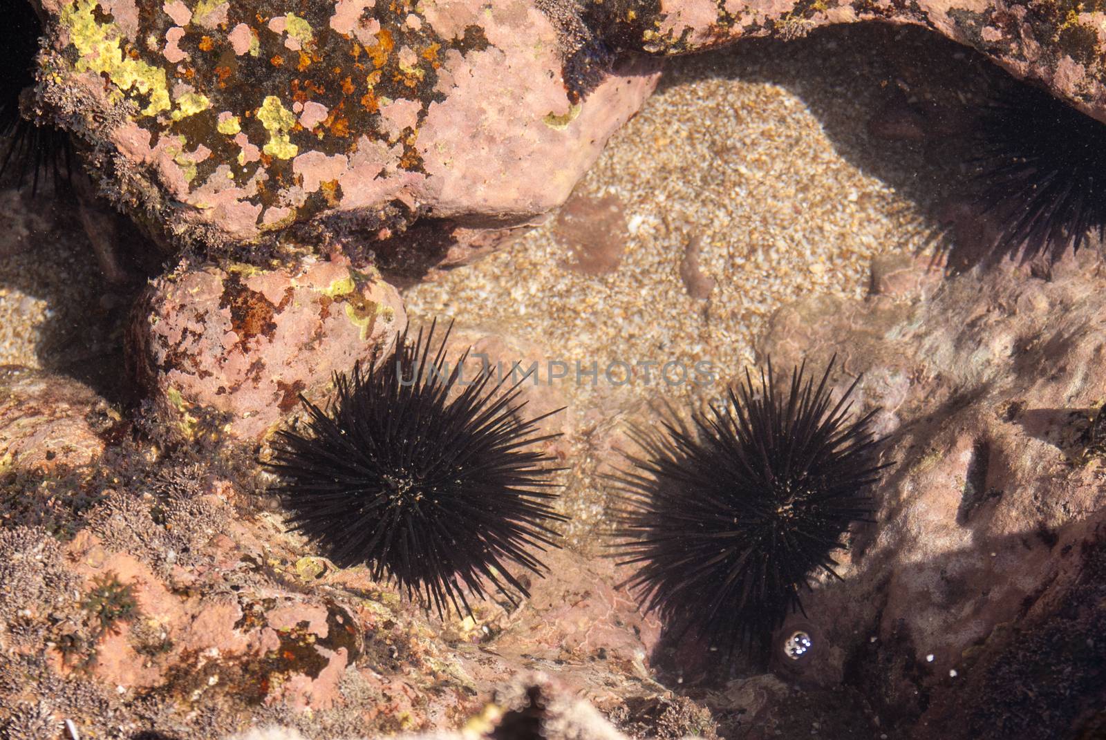 Sea Urchins cling to rock in tide pool by emattil
