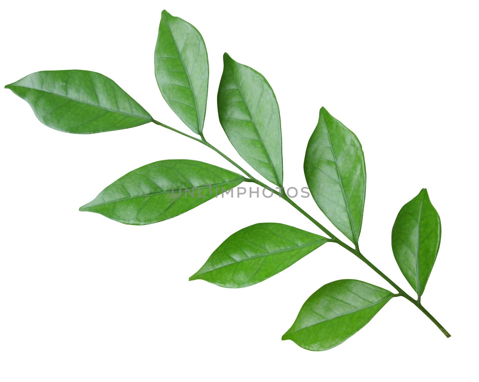 Green leaf isolated on white background