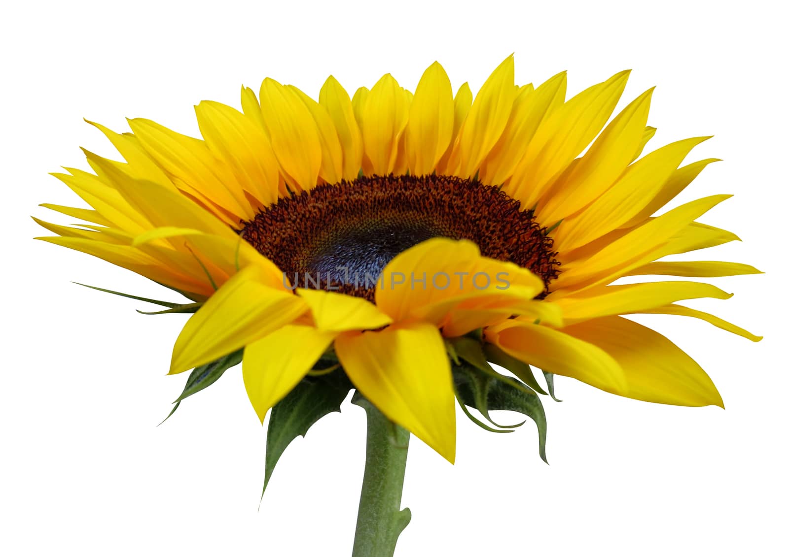 Beautiful sunflower isolated on white background